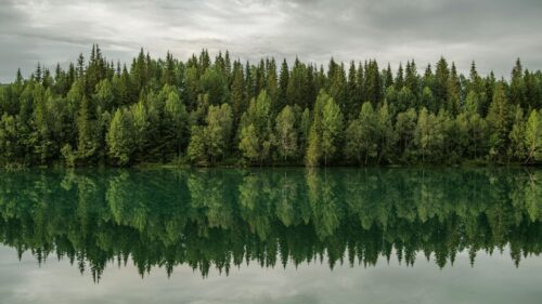 Skog i Nordland