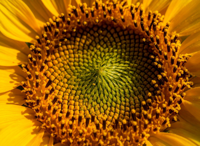 Naturlig spiralmønster som viser Fibonacci i planter