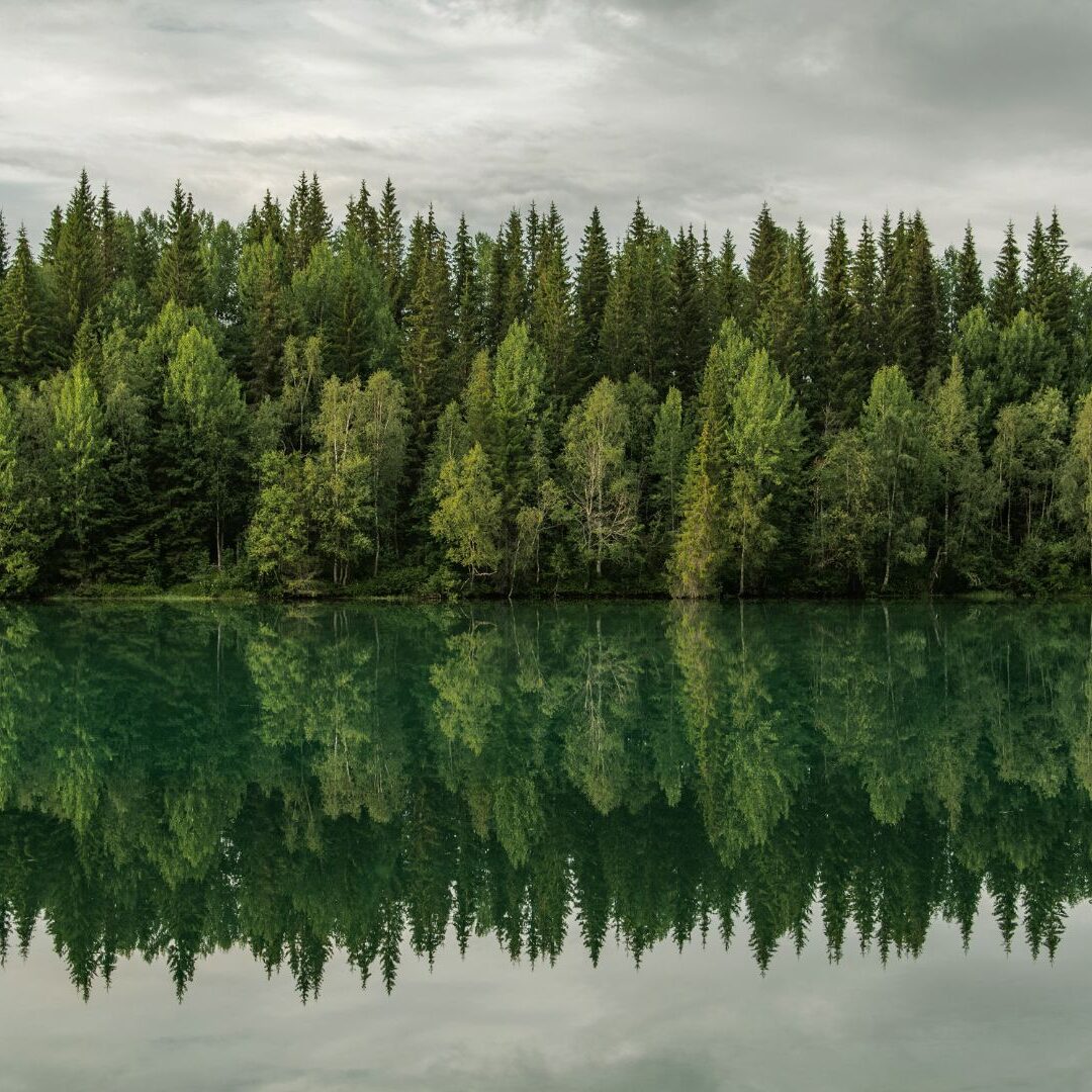 Skog i Nordland